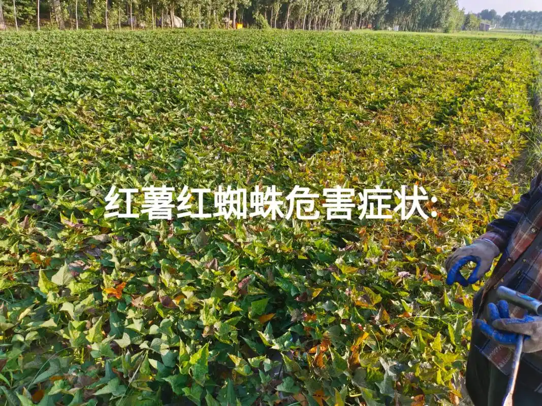 红薯红蜘蛛危害#分享农业知识帮农民增产增收 #关注我每天为你 - 抖音