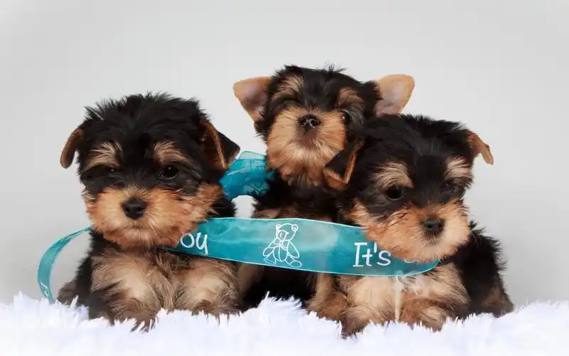 丝毛梗小可爱打滚壁纸桌面下载