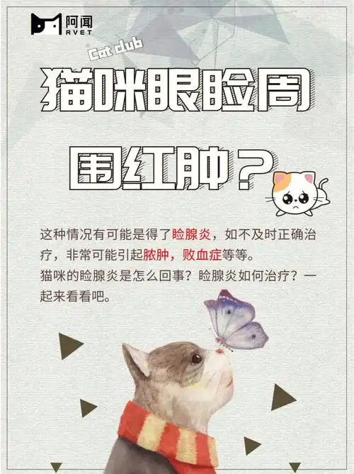 猫咪眼睑周围红肿是怎么回事00