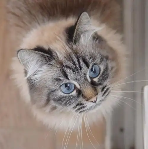 吸猫大会:缅因混血猫june