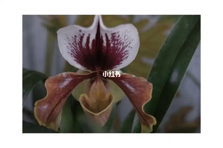 植物日记兜兰红肉饼