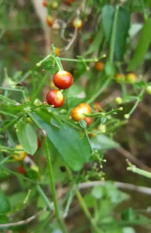茜草可用于治疗因外感风寒湿邪,侵袭肌表经络,郁久不解化热所致关节