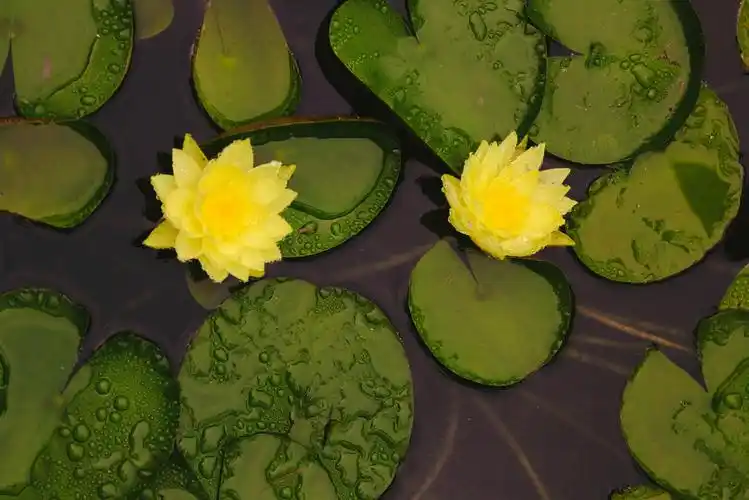 睡莲茎蔫了还能救吗