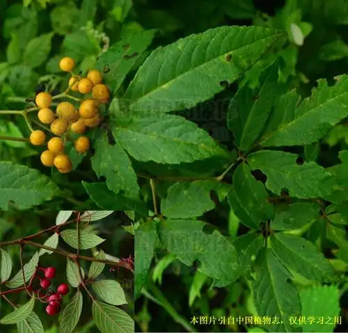科学网—20201119——白毛乌蔹莓(cayratia albifolia c. l.
