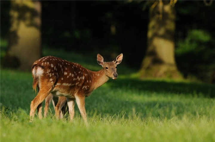 福建梅花鹿养殖|福建梅花鹿幼崽
