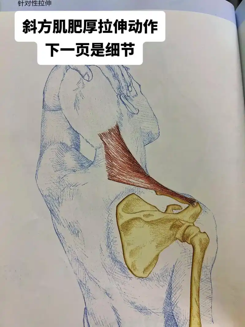 斜方肌厚腰酸小腿粗肩胛骨缝等等拉伸方法.