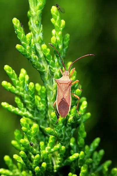爱喝饮料的蝽--一些微距杂虫