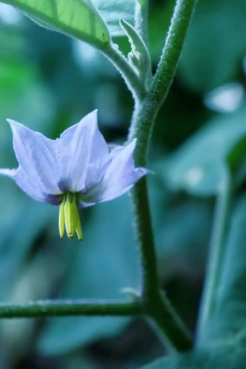 乡村田园摄影农村生活发现身边的美