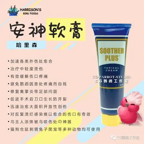 长发飘飘的姑娘们啊你们养鹦鹉可得比别人多花一份心思