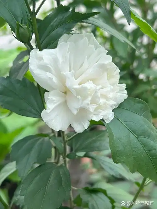 白色木槿花 纯洁,美好,浪漫,温柔,坚持