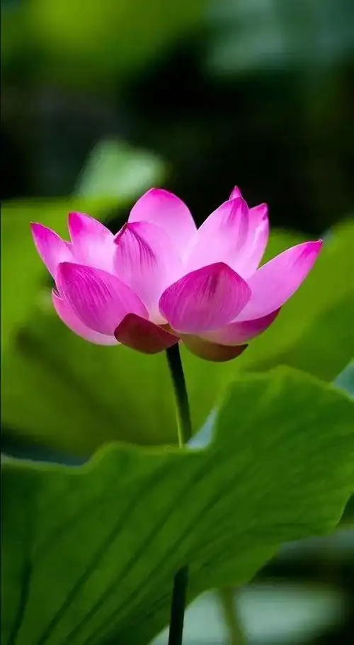 佛乐吉祥莲花妙音袅袅念念清净