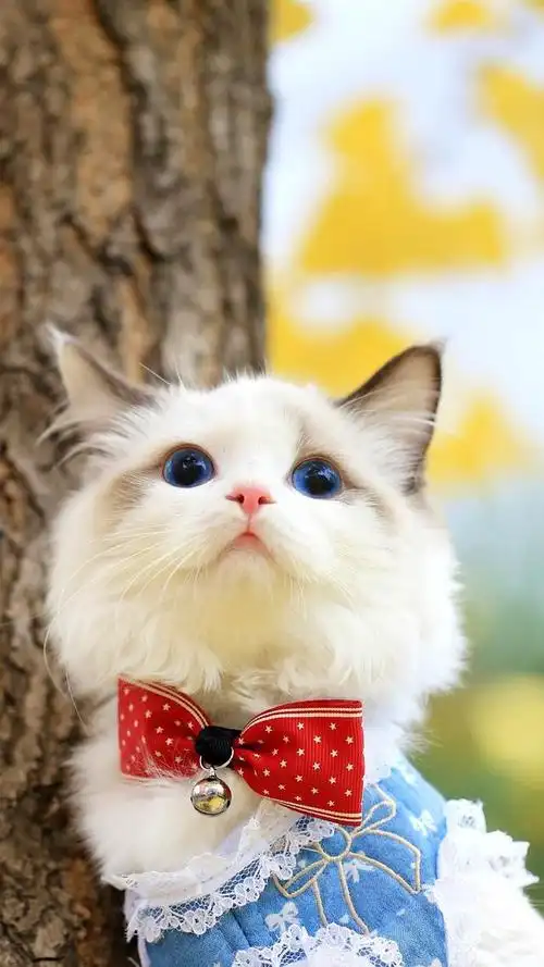 超可爱的小猫咪壁纸合集快来领取一只吧