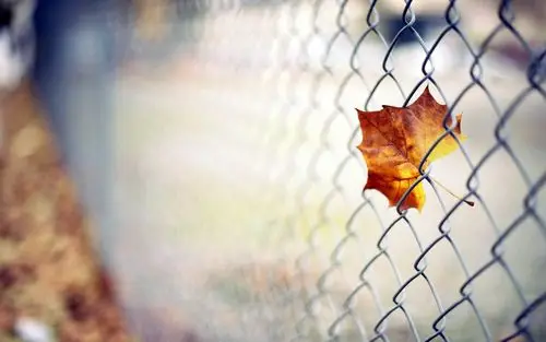 凄美的秋季落叶唯美伤感图片桌面壁纸高清 第一辑