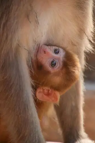 猴子特征眼睛双眼皮儿尖耳朵尾巴毛色金黄个个都美猴王此外龙口猴子