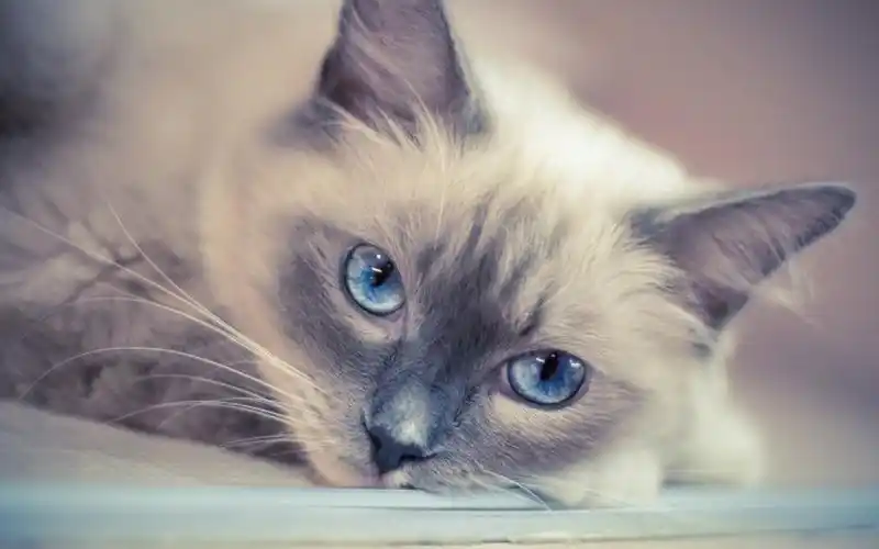 软萌可爱的小猫咪高清图片桌面壁纸