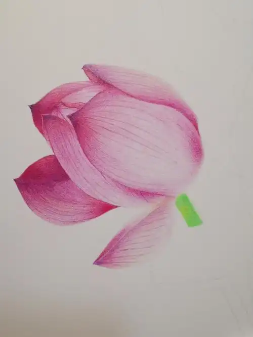 彩铅花卉荷花