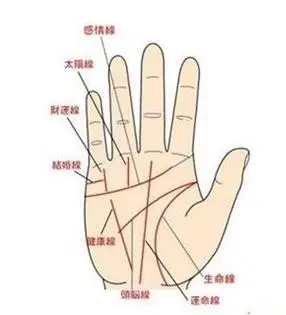 两条生命线代表什么