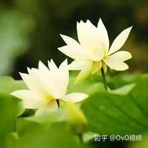 如果80年有微信,那头像应该是什么样的?