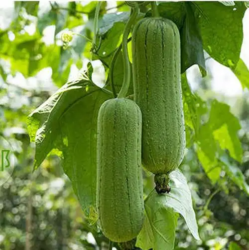 fghgh 短棒肉丝瓜 新鲜粗水瓜 老品种丝瓜 农家蔬菜