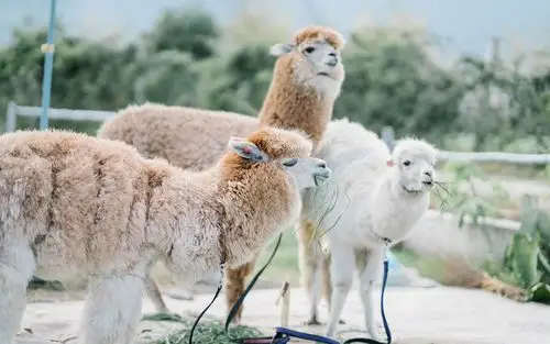 清新羊驼简单壁纸_超级萌的草泥马_动物壁纸
