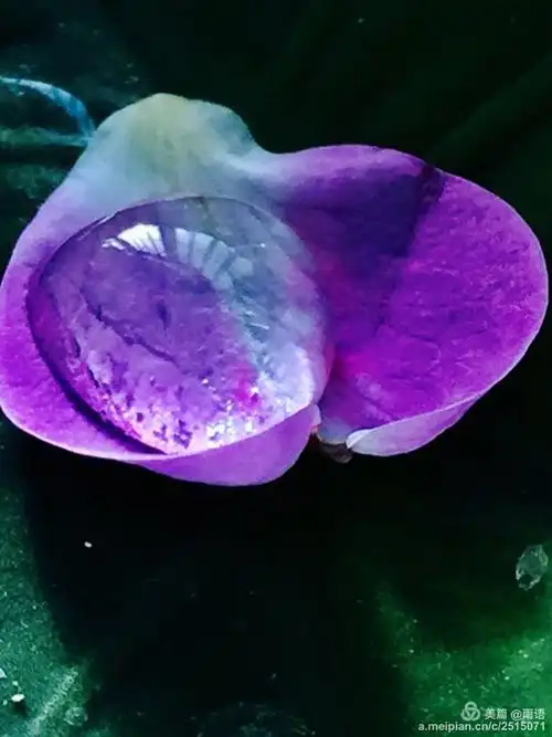 诗词 一斛珠·花瓣雨词作:潇嘉    图片:雨语 落英燕雨,斑斓蝶径深幽