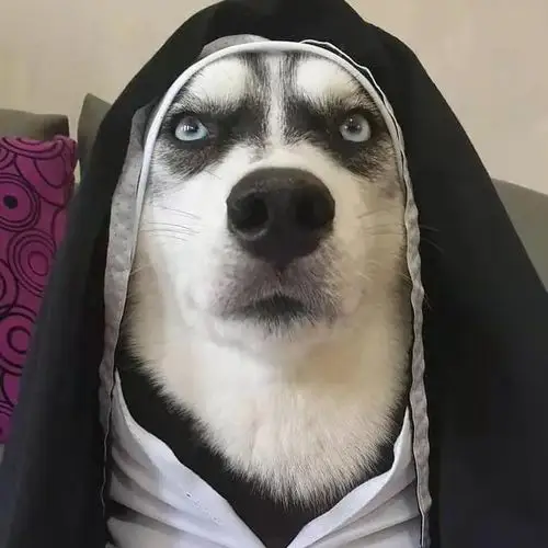 沙雕得可爱头像