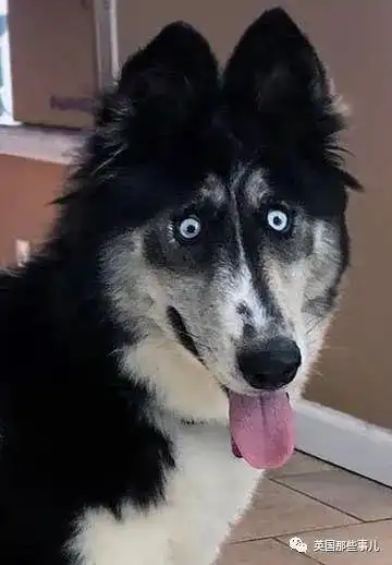 长了斗鸡眼的哈士奇因为太丑被抛弃这么可爱有啥好嫌弃的啊