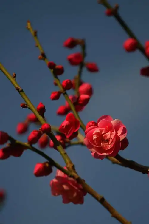北京春暖花开时(梅花篇)