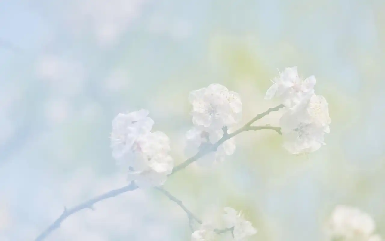 唯美清新花卉微距摄影图片电脑壁纸