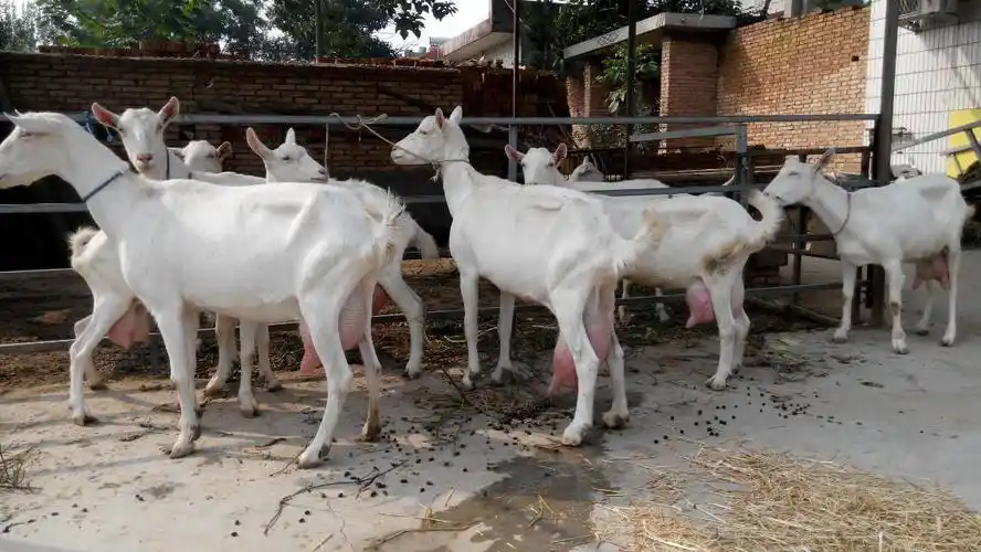 奶量大的奶山羊