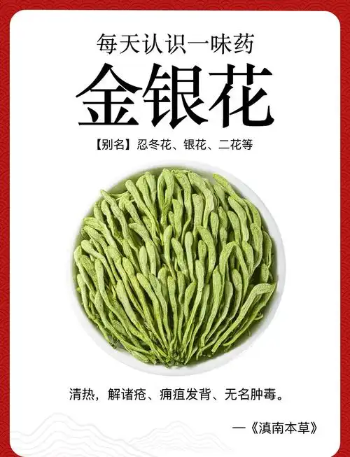金银花:夏季清热解毒的必备佳品 🌿