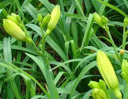 中药雅名仙剑奇侠传三中人物名字的来历