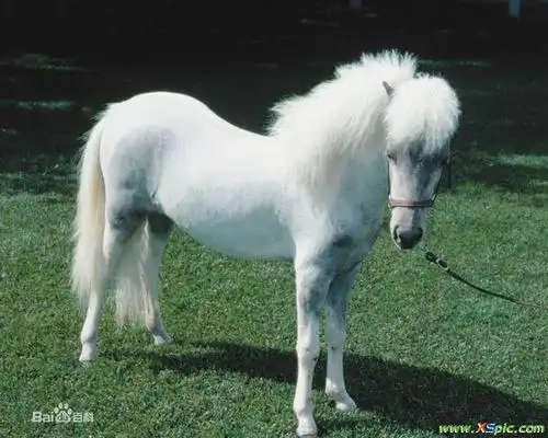 马的为啥那么长?如题