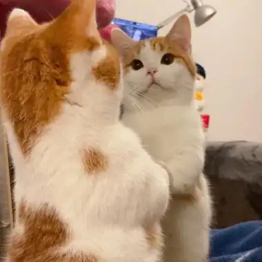 两只猫咪头像高清相亲相爱的可爱头像两只小猫咪图片