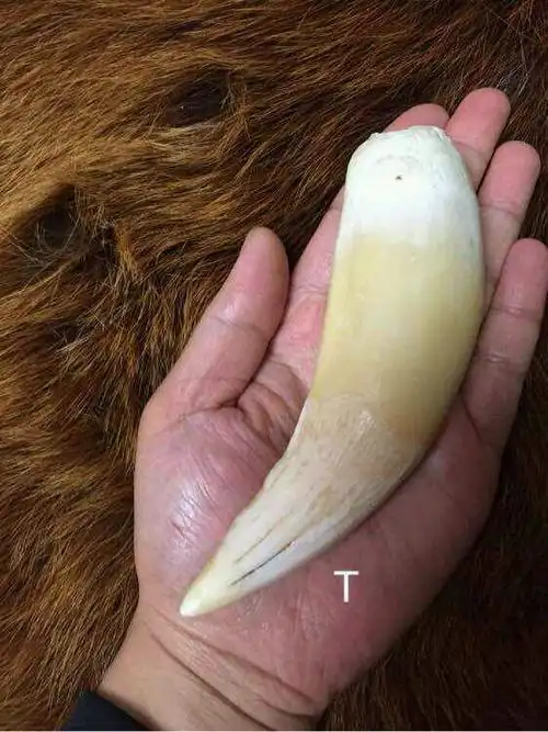 p>老虎牙是猫科动物虎的上颚獠牙,暗白而形长,牙根粗,一只成年虎只有