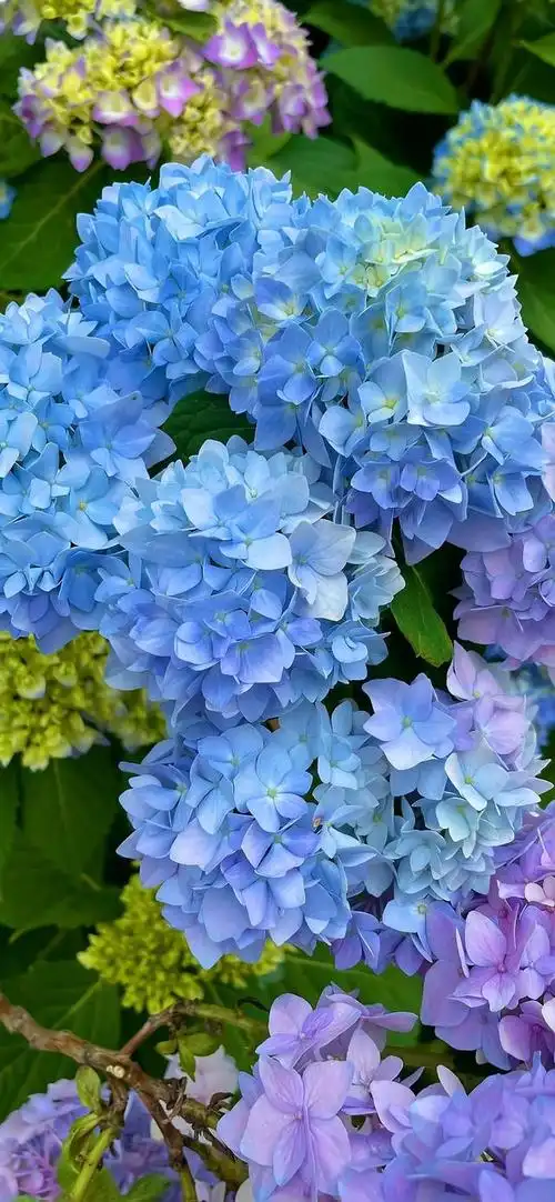 壁纸分享,我最喜欢的绣球花