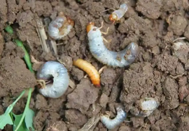 我只记得他们挖土,会在豆地里挖出来一种白色的虫子,恶心的不得了