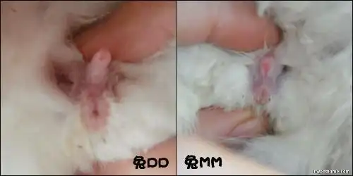 兔子怎样认公母呢?