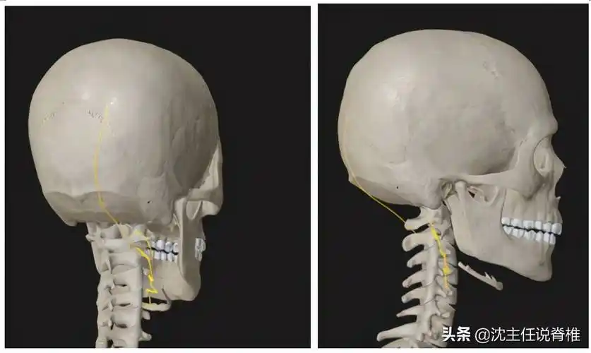 你平时觉得后枕部经常疼痛不适,严重的时候还会引起后脑勺的感觉异常