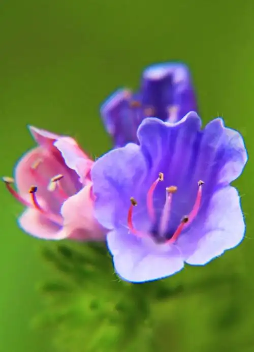 【首发】蓝蓟花