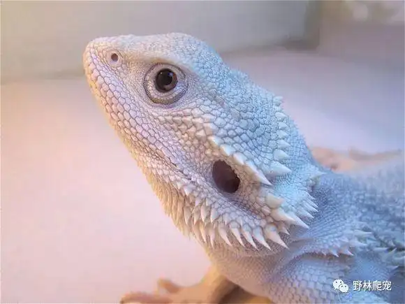 最好饲养想爬行宠物蜥蜴之鬃狮蜥