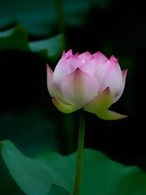 真荷花图片大全大图【图片荷花】