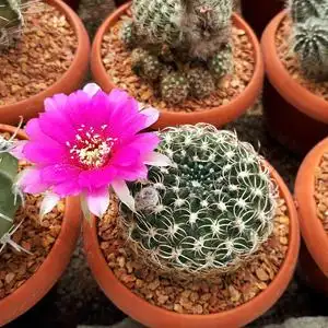 阳春丸趴刺不扎手开花红花仙人球