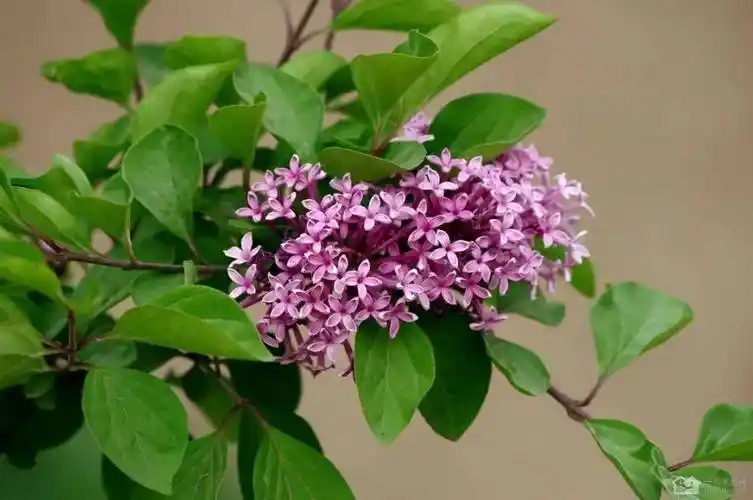 奇妙丁香花没开花时光杆杆花期到了爆枝头