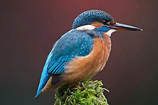 翠鸟,下萨克森,德国,欧洲