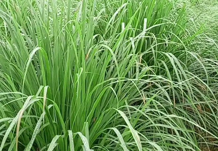 新鲜香茅草15斤柠檬草香矛草香毛草泰国冬阴功汤料