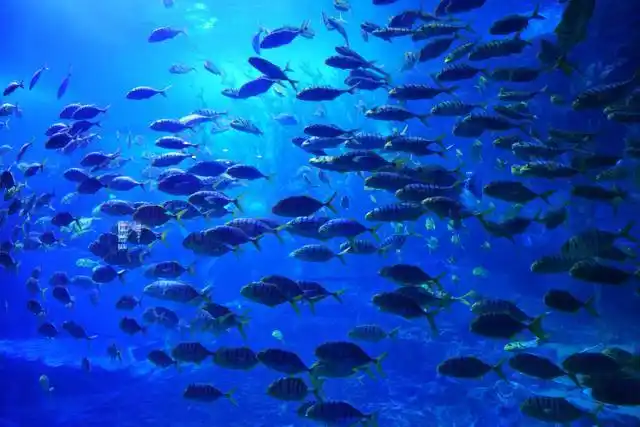 夏日清凉亲子游,走进青岛海底世界,和鲸鱼面对面,探秘海洋秘密