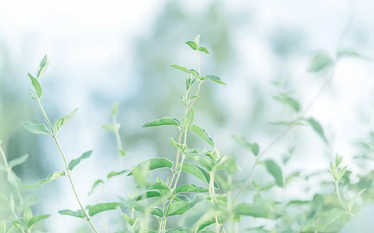 高清绿色护眼植物图片桌面壁纸-植物壁纸-壁纸下载-美桌网