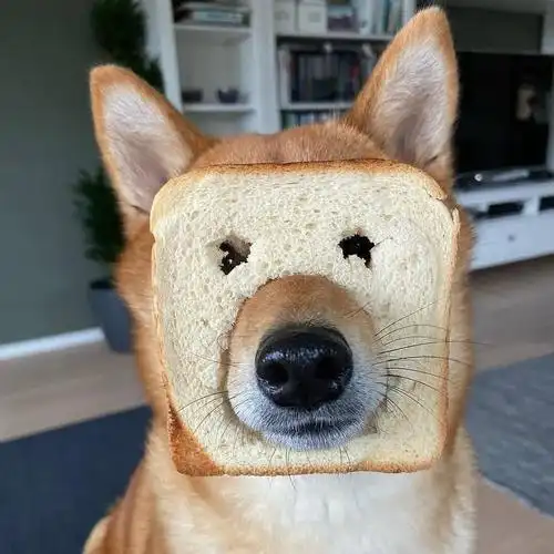 狗头头像(逗比)