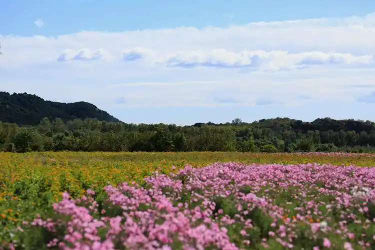 秋游怀柔圣泉山千亩花海